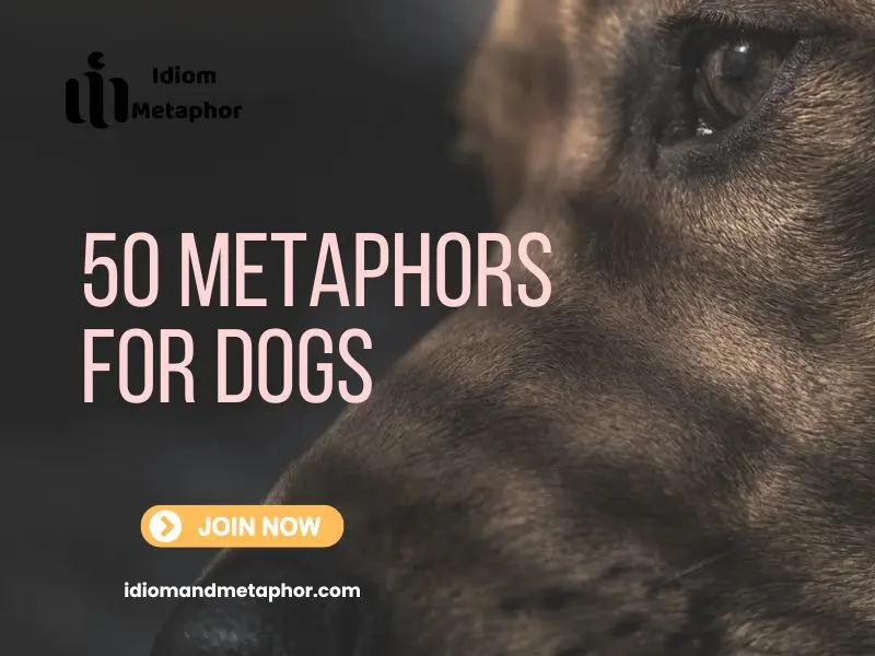 Metaphors For Dogs