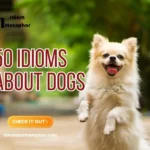 Idioms About Dogs