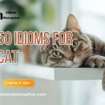 Idioms For Cat