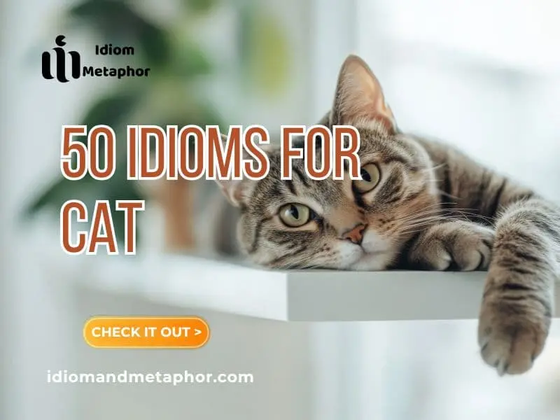 Idioms For Cat